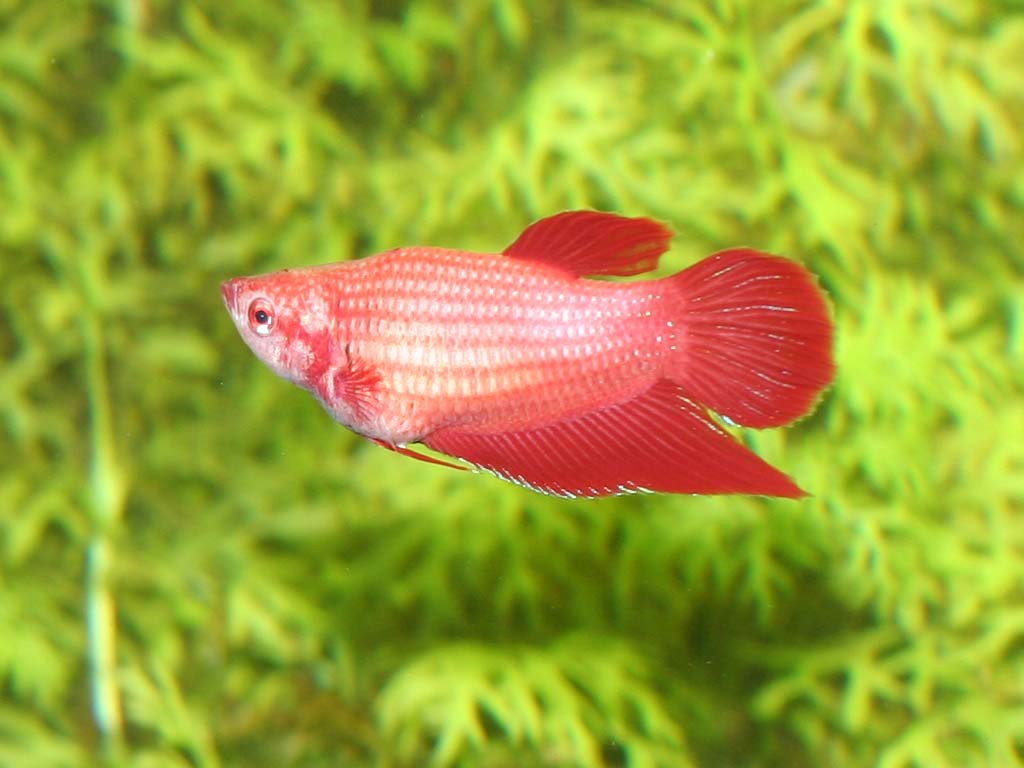 Pregnant Betta 70